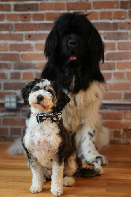 josie-and-cayuga
