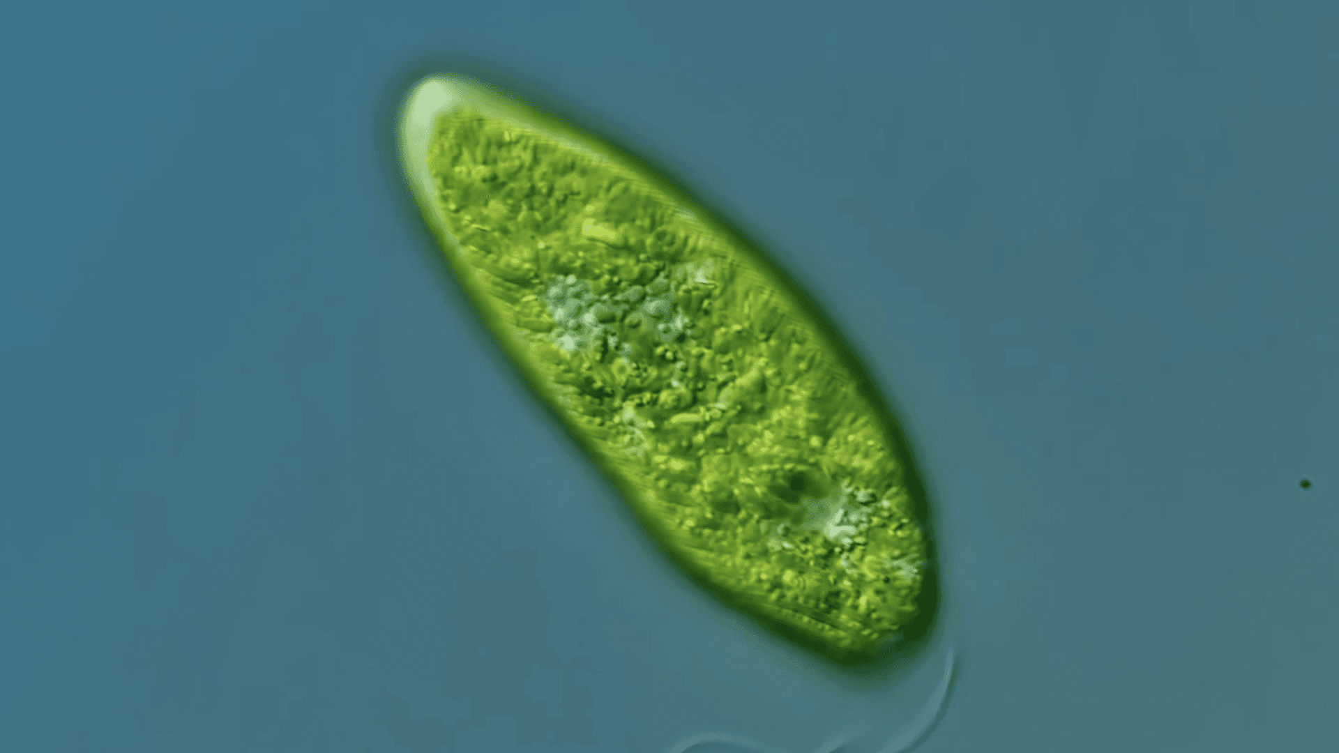 Background image for Bio